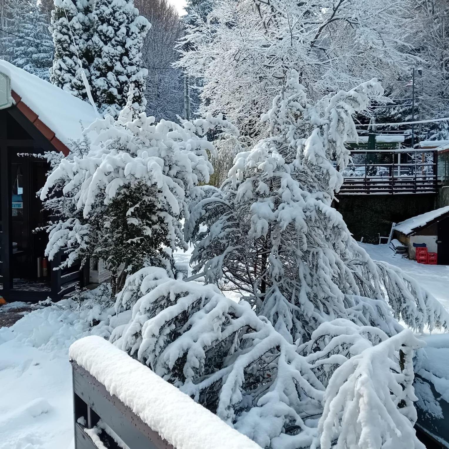 Stanca Piticului * Sinaia